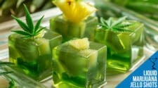 Liquid Marijuana Jello Shots Recipe - Fun and Flavorful Party Treat